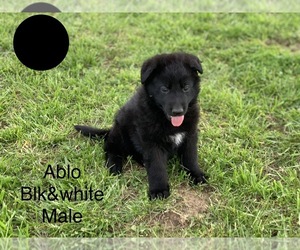 German Shepherd Dog Puppy for sale in BOLIVAR, MO, USA