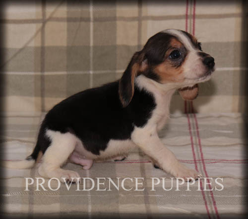 Medium Photo #9 Beagle Puppy For Sale in COPPOCK, IA, USA