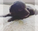 Small Photo #10 Aussie-Poo Puppy For Sale in ODIN, IL, USA