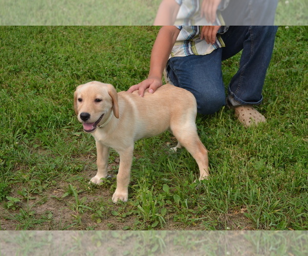 Medium Photo #4 Labrador Retriever Puppy For Sale in GREENWOOD, WI, USA