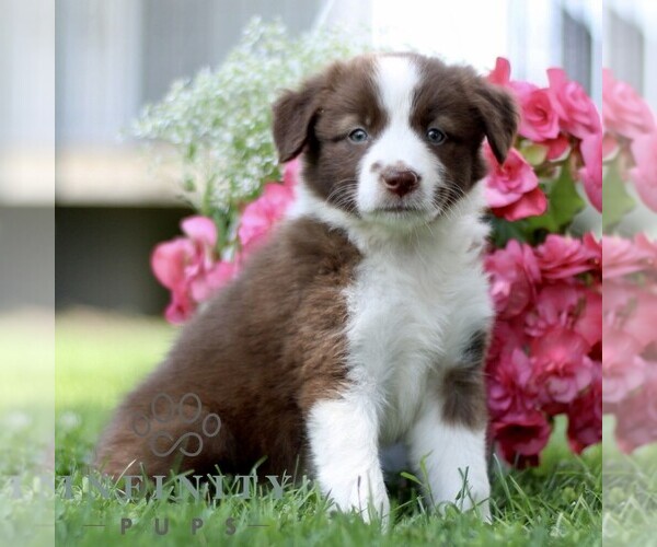 Medium Photo #4 Border Collie Puppy For Sale in QUARRYVILLE, PA, USA