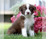 Small #3 Border Collie