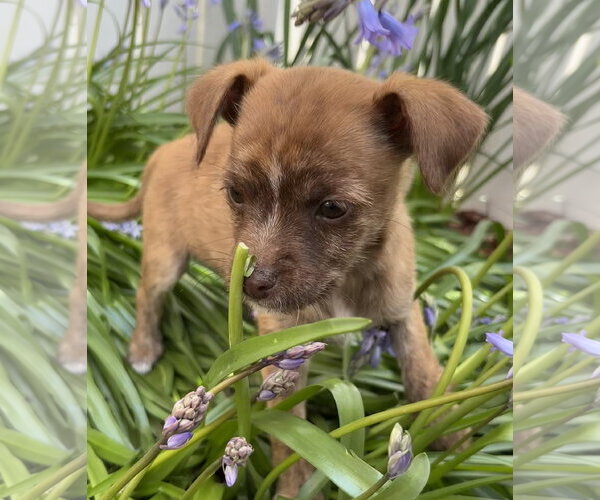 Medium Photo #2 Chihuahua-Unknown Mix Puppy For Sale in Bellevue, WA, USA