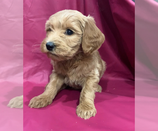 Medium Photo #6 Cavapoo-Goldendoodle Mix Puppy For Sale in KALAMAZOO, MI, USA