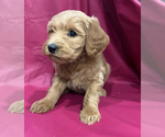 Small #1 Cavapoo-Goldendoodle Mix