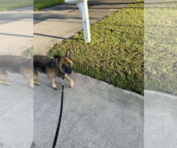 Medium Photo #7 German Shepherd Dog Puppy For Sale in Plantation, FL, USA