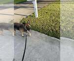 Small #6 German Shepherd Dog