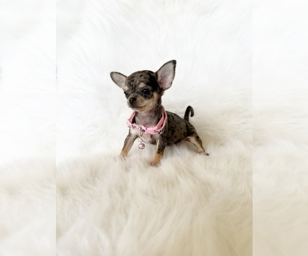 Medium Photo #9 Chihuahua Puppy For Sale in SACRAMENTO, CA, USA