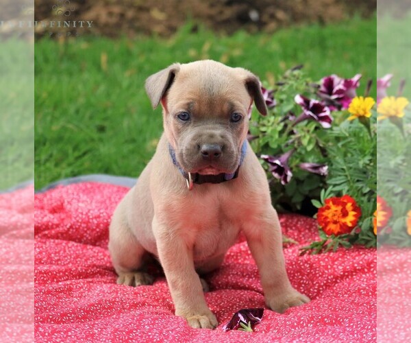 Medium Photo #1 Cane Corso Puppy For Sale in MYERSTOWN, PA, USA