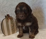Puppy 3 Aussiedoodle Toy