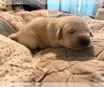 Small #4 Labrador Retriever