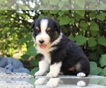 Small Photo #28 Australian Shepherd Puppy For Sale in ACTON, CA, USA
