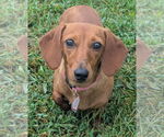 Small #3 Dachshund