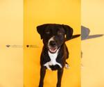 Small #5 Collie-Labrador Retriever Mix