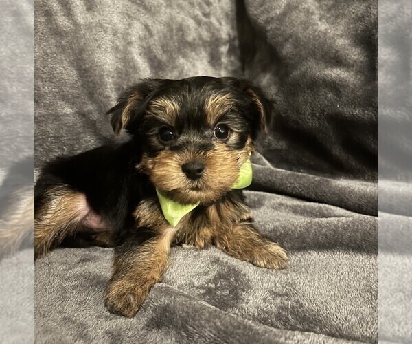 Medium Photo #1 Yorkshire Terrier Puppy For Sale in FORT MYERS, FL, USA