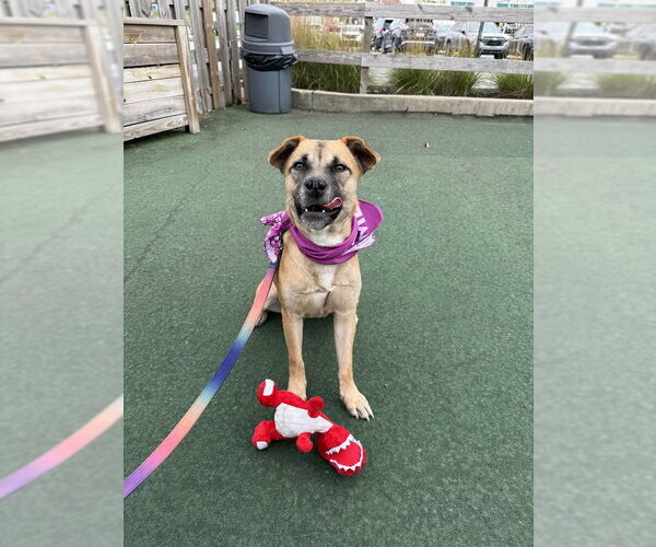 Medium Photo #2 Black Mouth Cur-Unknown Mix Puppy For Sale in Shermans Dale, PA, USA