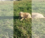 Small Photo #15 Labrador Retriever Puppy For Sale in TWIN FALLS, ID, USA