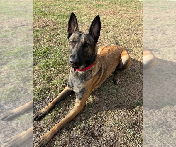 Medium Photo #3 Mutt Puppy For Sale in Imlay City, MI, USA