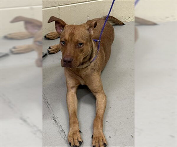 Medium Photo #1 Unknown-Vizsla Mix Puppy For Sale in Sanford, FL, USA