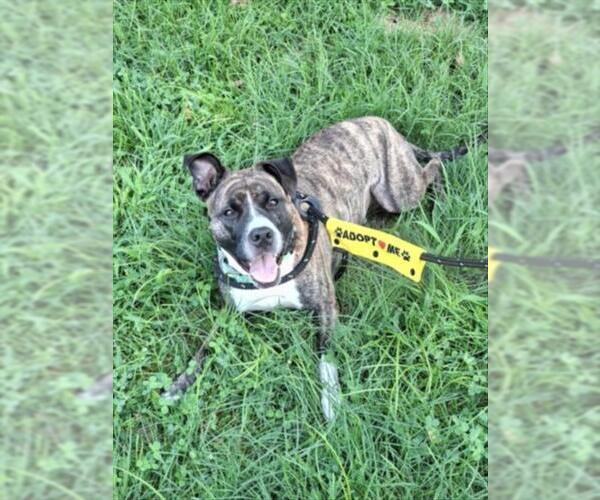 Medium Photo #1 American Staffordshire Terrier Puppy For Sale in Derwood, MD, USA