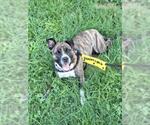 Small American Staffordshire Terrier