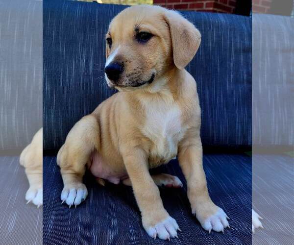 Medium Photo #5 Mutt Puppy For Sale in Holly Springs, NC, USA