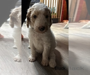 Medium Goldendoodle