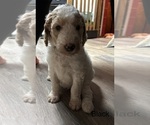 Puppy 8 Goldendoodle