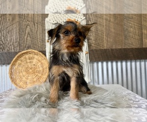 Yorkshire Terrier Puppy for sale in NAPPANEE, IN, USA