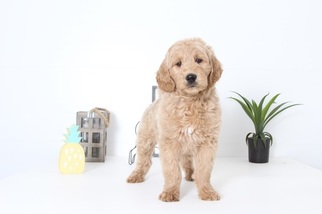 Goldendoodle Puppy for sale in NAPLES, FL, USA