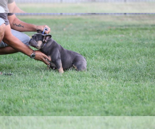Medium Photo #4 French Bulldog Puppy For Sale in WEST HILLS, CA, USA