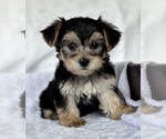 Small #15 Morkie