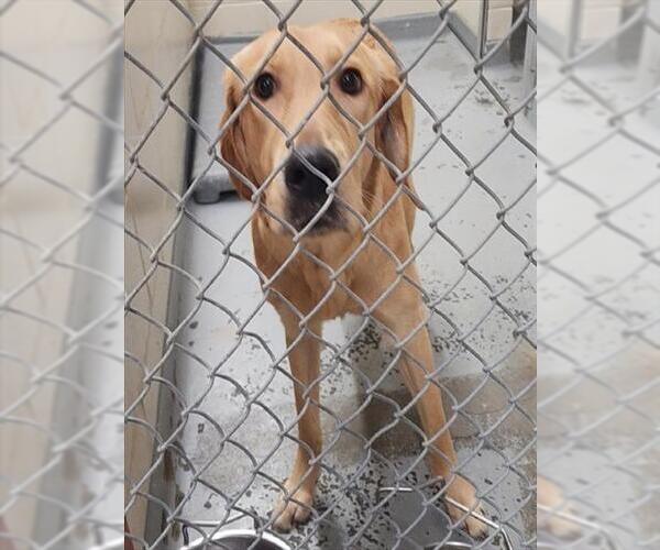 Medium Photo #1 Labrador Retriever-Unknown Mix Puppy For Sale in Anchorage, AK, USA