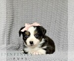 Small #3 Miniature American Shepherd-Miniature Australian Shepherd Mix