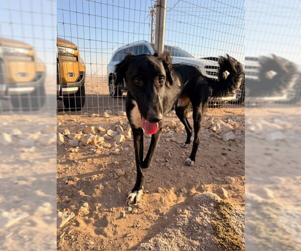 Medium Photo #1 Greyhound-Saluki Mix Puppy For Sale in Agoura Hills, CA, USA