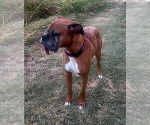 Brodi III - Silver Heart - Male Boxer Dog for Adoption - Photo #4