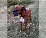 Small #3 Boxer