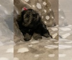 Small Photo #2 Schnauzer (Miniature) Puppy For Sale in HELENA, AR, USA
