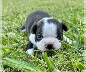 Boston Terrier Puppy for sale in GARFIELD, AR, USA