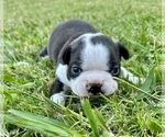 Image preview for Ad Listing. Nickname: Alfie