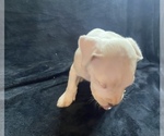 Small Photo #4 Dogo Argentino Puppy For Sale in EDMOND, OK, USA