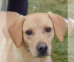 Small Photo #1 Beagle-Unknown Mix Puppy For Sale in Huntley, IL, USA