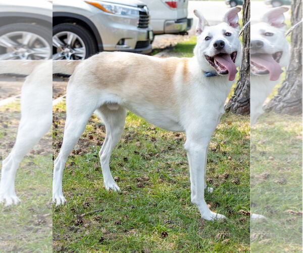 Medium Photo #15 Huskies -Labrador Retriever Mix Puppy For Sale in Brooklyn Center, MN, USA
