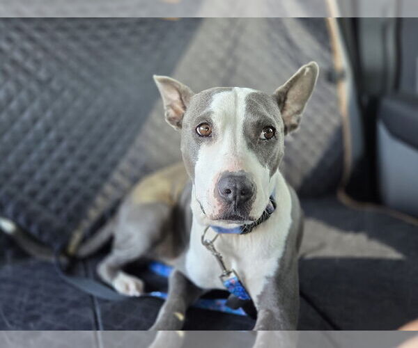 Medium Photo #4 Mutt Puppy For Sale in Brewster, NY, USA