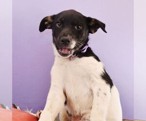 Border Collie-Unknown Mix Dogs for adoption in Sheridan, CO, USA