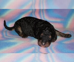 Labradoodle Puppy for sale in LA HABRA, CA, USA