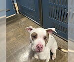 Small #3 Bullboxer Pit