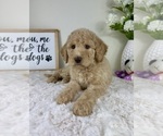 Small #2 Labradoodle