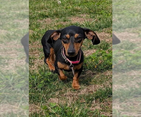 Medium Photo #9 Dachshund Puppy For Sale in Shelbyville, TN, USA