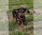 Small Photo #9 Dachshund Puppy For Sale in Shelbyville, TN, USA
